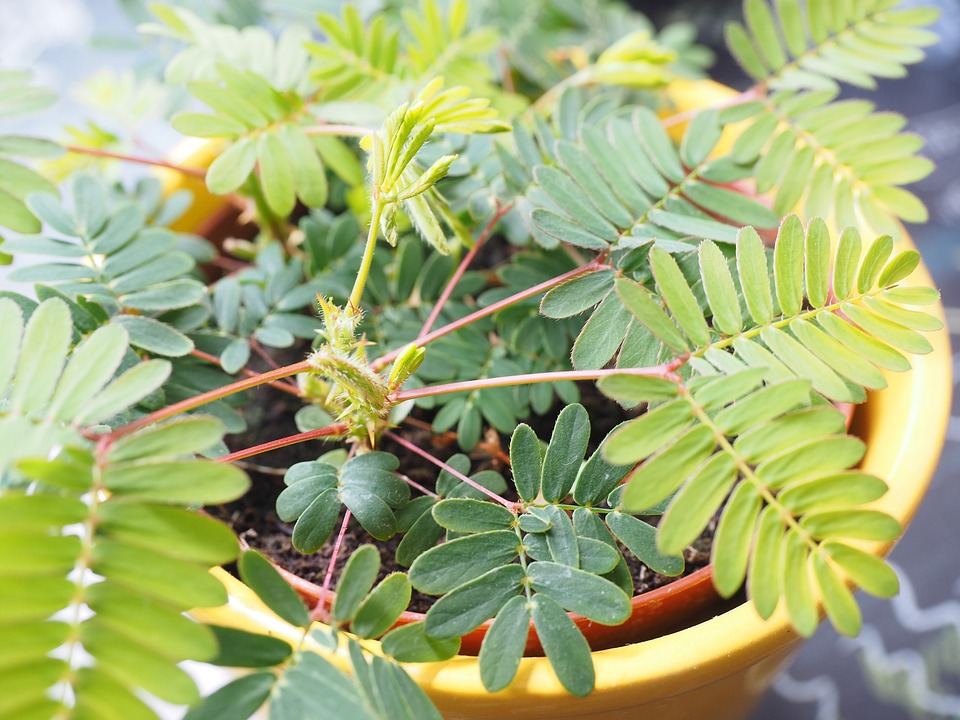 Мимоза стыдливая (Mimosa pudica): описание и фото растения + посадка и уход в домашних условиях, проблемы выращивания