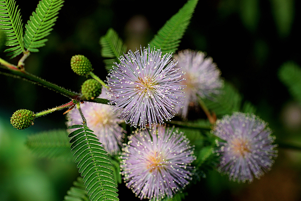 Мимоза стыдливая (Mimosa pudica): описание и фото растения + посадка и уход в домашних условиях, проблемы выращивания