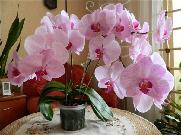Можно ли держать дома орхидею: где должен стоять цветок