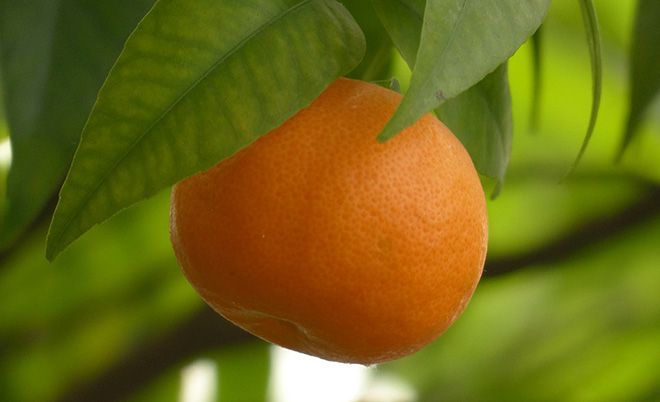 Можно ли мандарины при сахарном диабете, особенности употребления фрукта при 1 и 2 типе