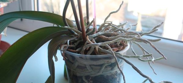 Можно ли обрезать корни у орхидеи, если они вылезли из горшка