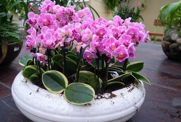 Можно ли пересаживать цветущую орхидею: основные правила
