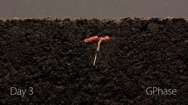 Можно ли проращивать семена фасоли в почве, основы проращивания в домашних условиях