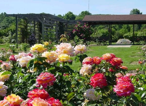 Можно ли сажать розы в июне: время, сроки, плюсы и минусы