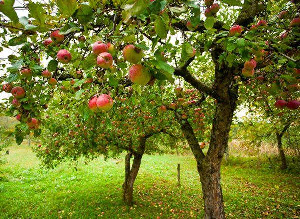 На какой год начинает плодоносить яблоня после посадки саженцев