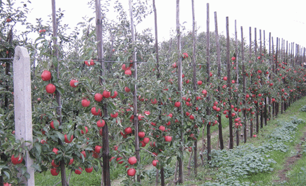 На каком расстоянии необходимо сажать яблони