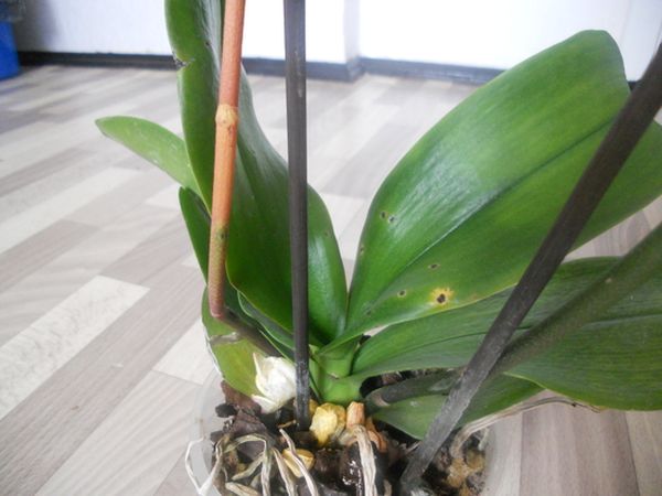 На орхидее на листьях пятна: причины появления и лечение