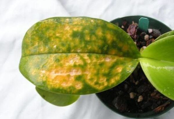 На орхидее на листьях пятна: причины появления и лечение