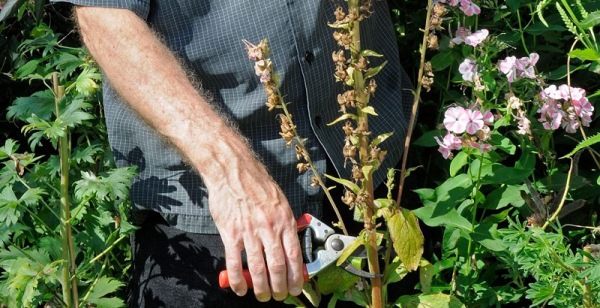 Наперстянка многолетняя: описание, свойства и применение растения, виды и сорта с фото + выращивание в открытом грунте