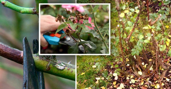 Обрезка роз осенью: сроки подрезки по регионам, правила и способы проведения процедуры + подготовка растений к зиме