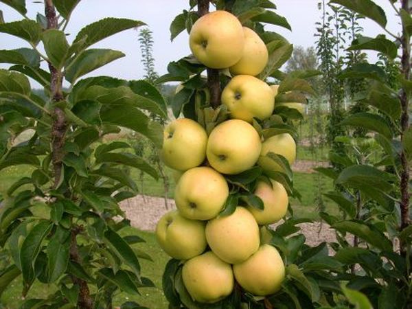 Обзор колоновидных сортов яблони для Урала