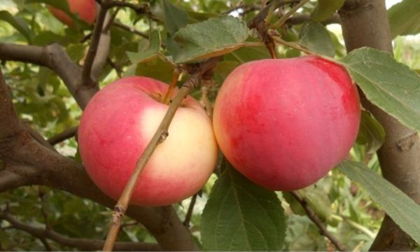 Обзор лучших морозоустойчивых сортов яблони для Сибири