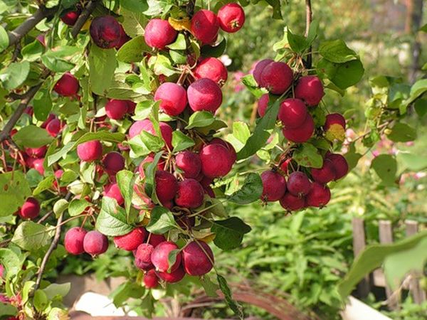 Обзор лучших морозоустойчивых сортов яблони для Сибири