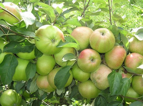 Обзор лучших сортов яблони для Беларуси