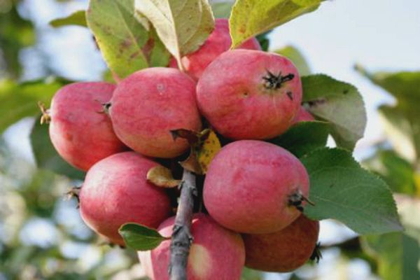 Обзор лучших сортов яблони для средней полосы России