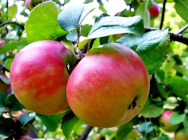 Обзор лучших сортов яблони для средней полосы России
