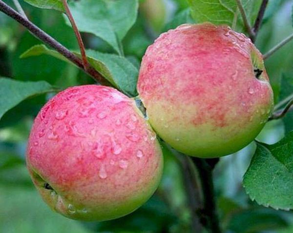 Обзор самых вкусных летних сортов яблони