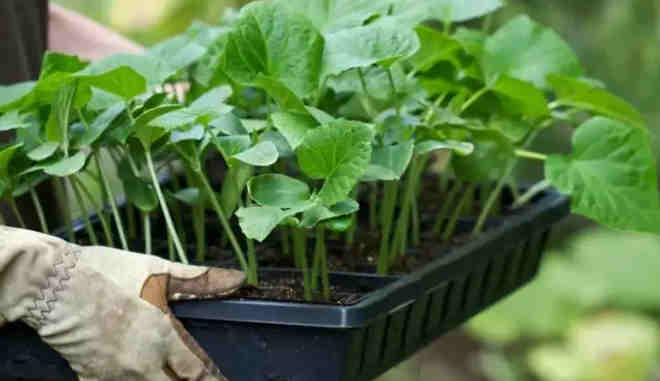 Огурец Димка F1: описание сорта, выращивание, отзывы садоводов