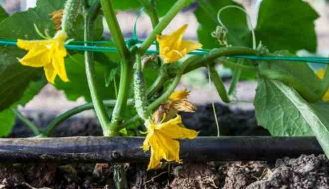 Огурец Мазай F1: описание сорта, выращивание, фото, отзывы садоводов
