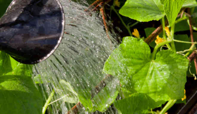 Огурец Монисия F1: описание сорта, фото, отзывы садоводов