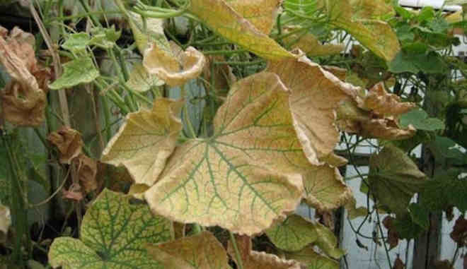 Огурец Паратунка F1: описание сорта, фото, отзывы садоводов
