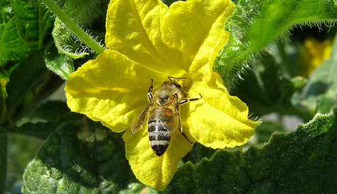 Огурец Пчелка F1: описание сорта, посадка, уход, фото, отзывы