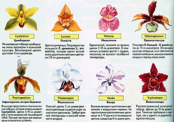 Орхидеи в природе: где растут и как размножаются