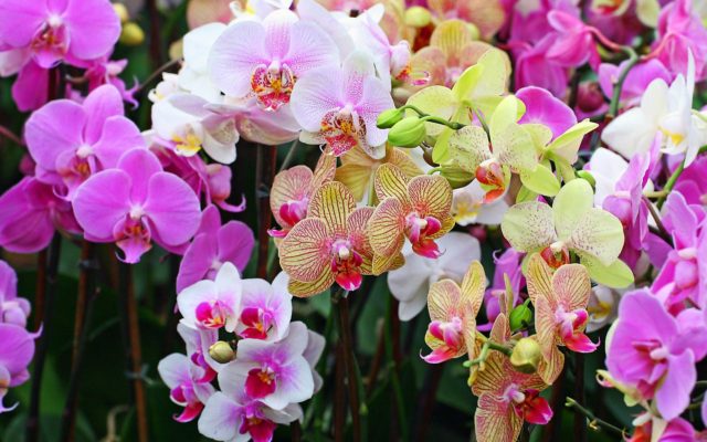 Орхидеи в природе: где растут и как размножаются