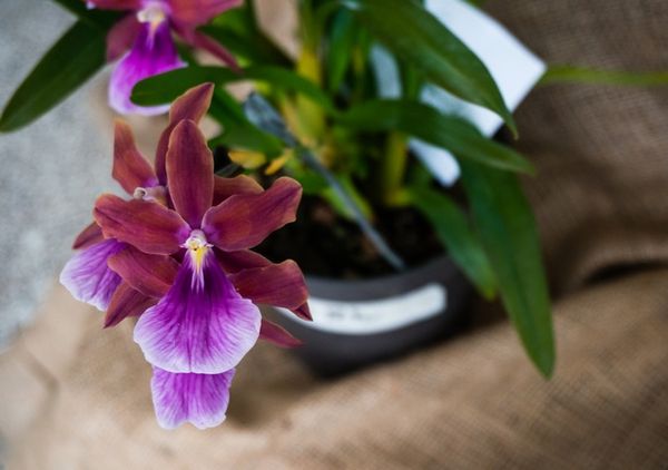 Орхидея Мильтония: выращивание в домашних условиях