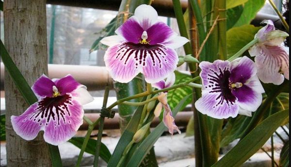 Орхидея Мильтония: выращивание в домашних условиях