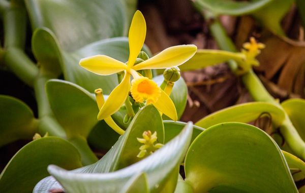 Орхидея Ваниль: уход в домашних условиях и особенности вида