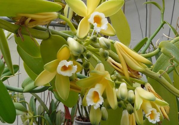 Орхидея Ваниль: уход в домашних условиях и особенности вида
