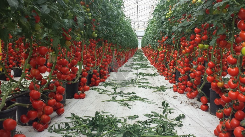 Особенности выращивания томатов в теплице