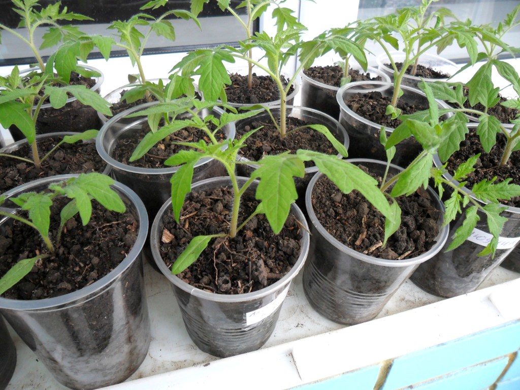 Особенности выращивания томатов в теплице