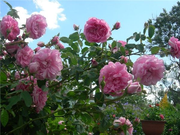 Парковые розы: особенности посадки и ухода за кустом