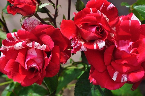 Парковые розы: особенности посадки и ухода за кустом