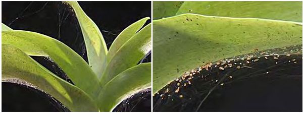 Паутинный клещ на орхидее: как избавиться от паразита