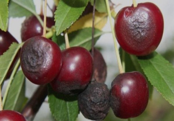 Почему ягоды вишни сохнут на дереве