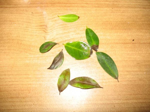 Почему у фикуса опадают листья: причины и решение проблемы
