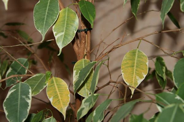 Почему у фикуса опадают листья: причины и решение проблемы