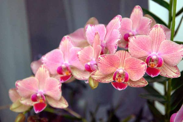 Почему у орхидеи опадают бутоны: причины и решение