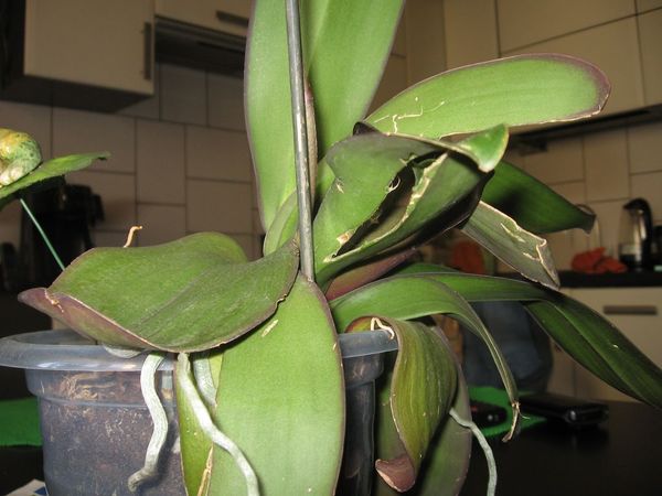 Почему у орхидеи трескаются листья пополам и что делать?