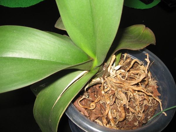 Почему у орхидеи трескаются листья пополам и что делать?