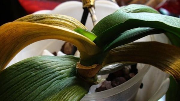 Почему у орхидеи вянут листья: причины и лечение