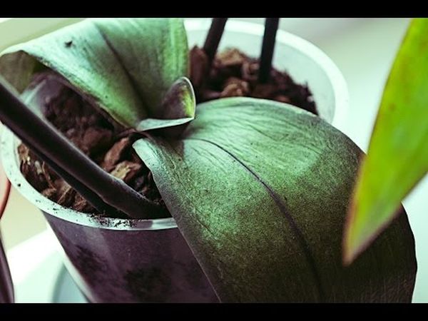 Почему у орхидеи вянут листья: причины и лечение