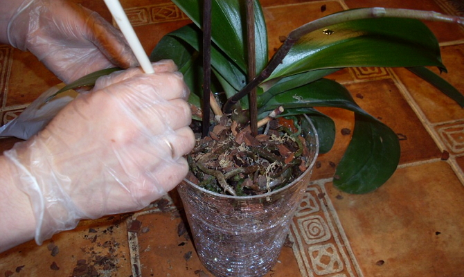Подкормка орхидей во время цветения в домашних условиях