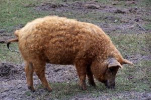 Порода свиней мангал: характеристика, фото и видео