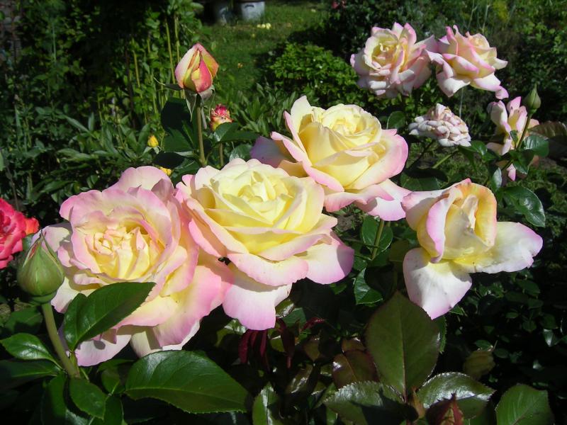 Посадка и уход за розой Глория Дей (Gloria Dei), проблемы выращивания + описание и фото цветка, применение в ландшафте