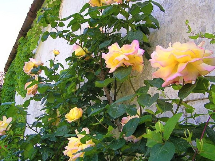 Посадка и уход за розой Глория Дей (Gloria Dei), проблемы выращивания + описание и фото цветка, применение в ландшафте
