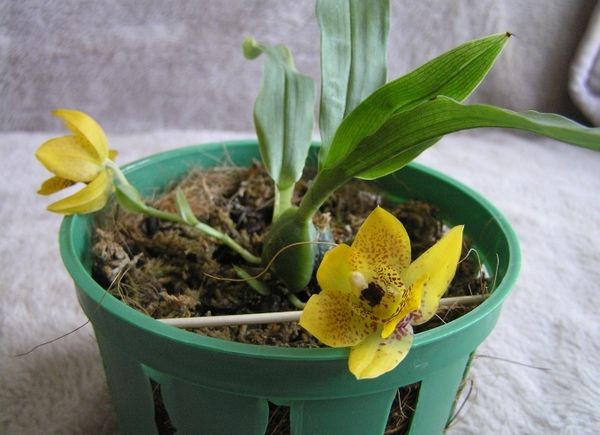 Променея орхидея: описание, разновидности и уход